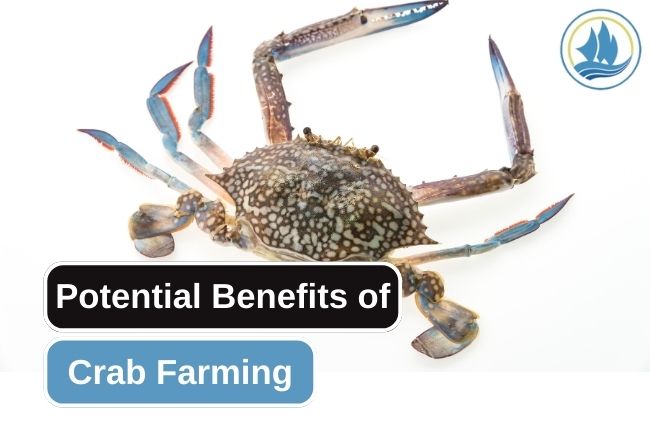 The Potential Benefits in Crab Farming Industry